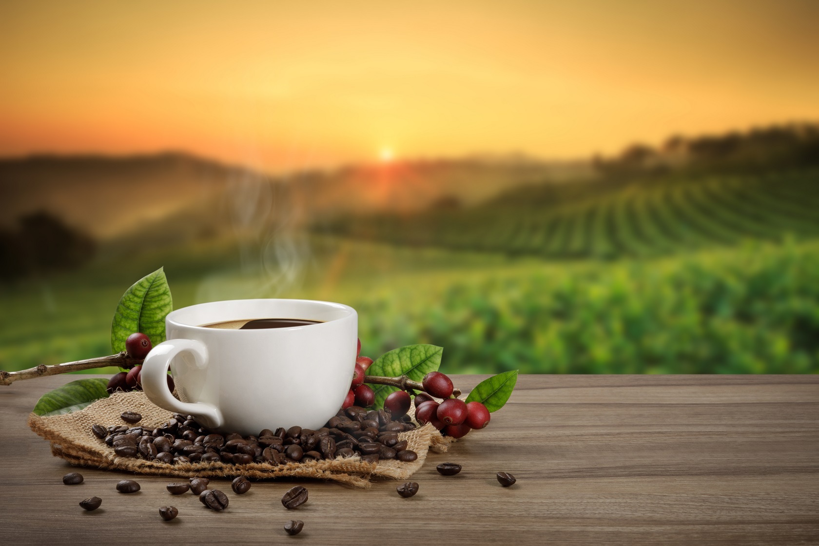 Coffee and Tea Plantation Tours
