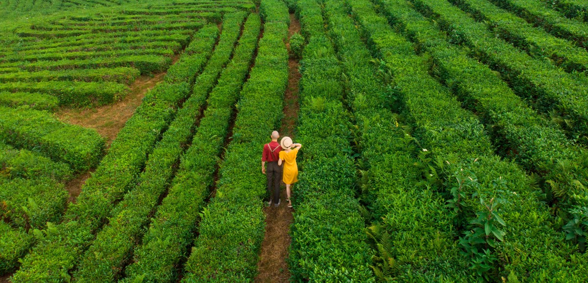 Ecological tours to tea and coffee plantations